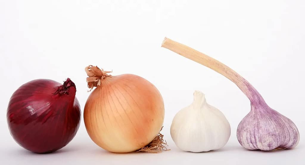 Onion.webP