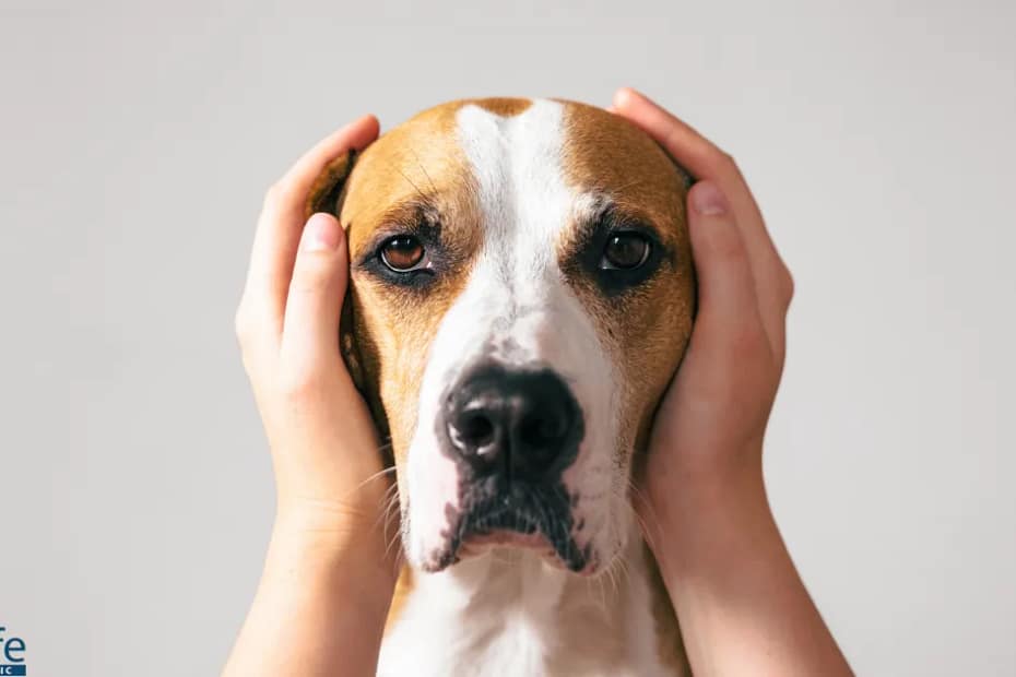 Stressed dog