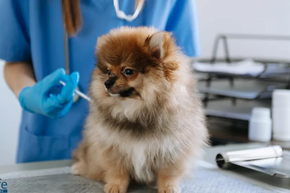 Dog getting injection
